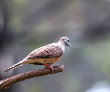 Güzel Zebra kumru kuşu