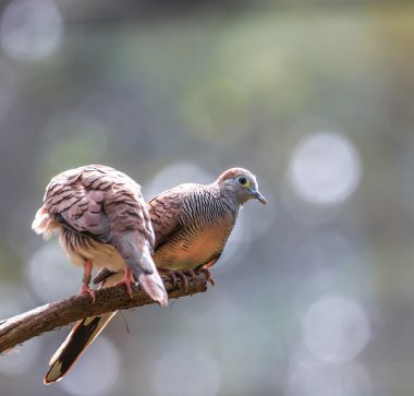 Zebra Doves perching on  tree clipart