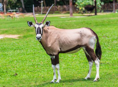 Gemsbok antilop yeşil çimenlerin üzerinde