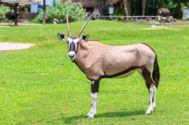 Gemsbok antilop yeşil çimenlerin üzerinde