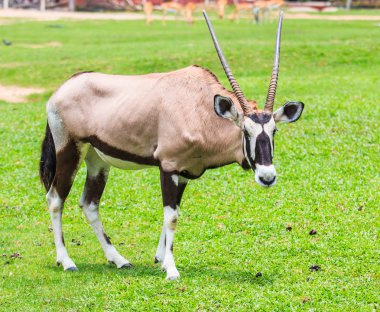 Gemsbok antilop yeşil çimenlerin üzerinde