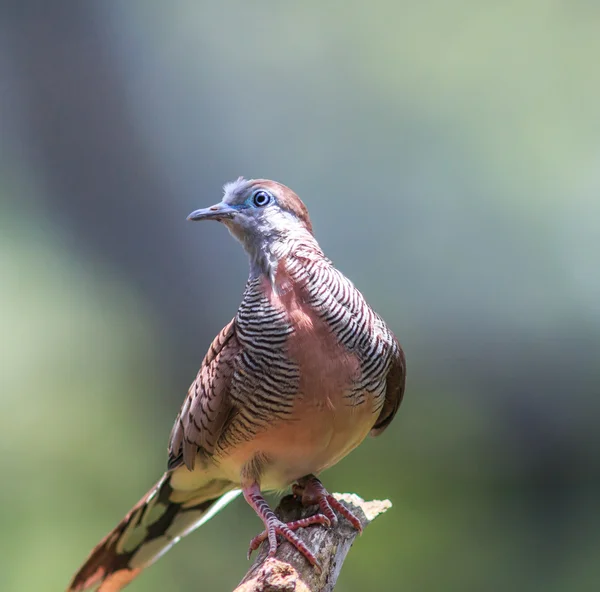 Hermoso pájaro paloma cebra —  Fotos de Stock