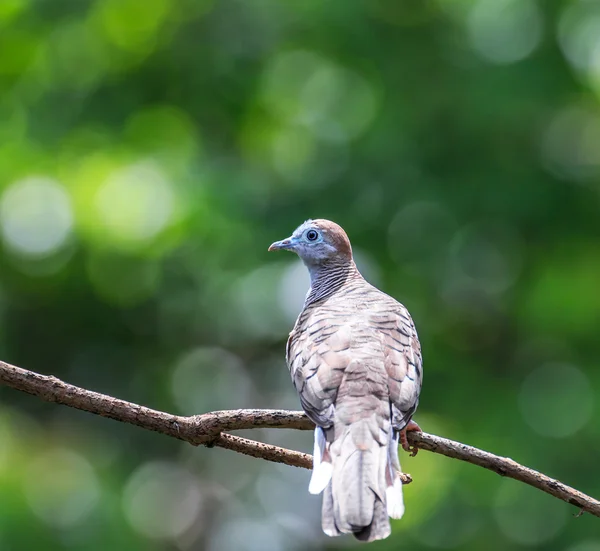 Piękny ptak Zebra Dove — Zdjęcie stockowe