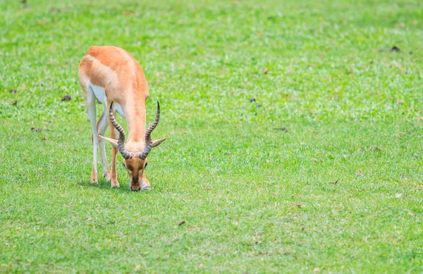 Thomsoni gazella на зеленой траве — стоковое фото