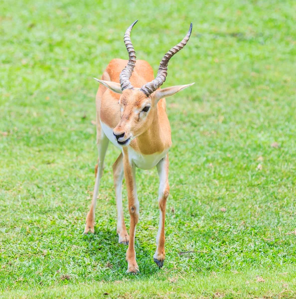 Thomsoni gazella on green grass — Stock Photo, Image
