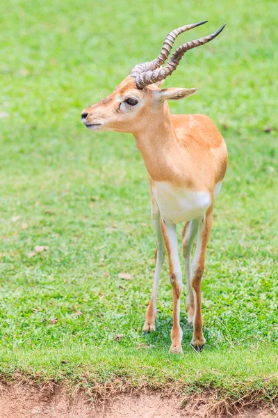 Gazella thomsoni na zielonej trawie — Zdjęcie stockowe