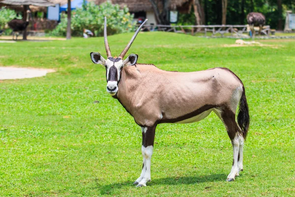 Gemsbok antilope sur herbe verte — Photo