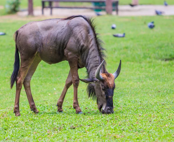 Μπλε γκνου (wildebeest) για την πράσινη χλόη — Φωτογραφία Αρχείου