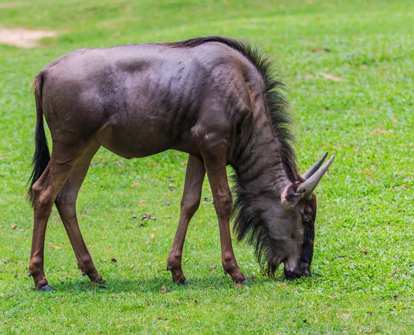 Wildebeest azul sobre hierba verde —  Fotos de Stock