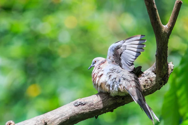 Fågel Spotted duva i Thailand — Stockfoto