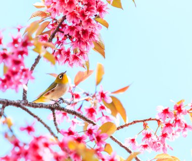 Cherry Blossom ağaçta kuş