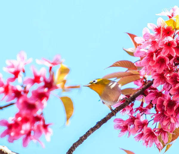 Fågel på Cherry Blossom träd — Stockfoto