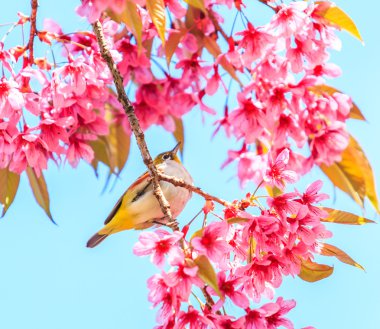 Cherry Blossom ağaçta kuş