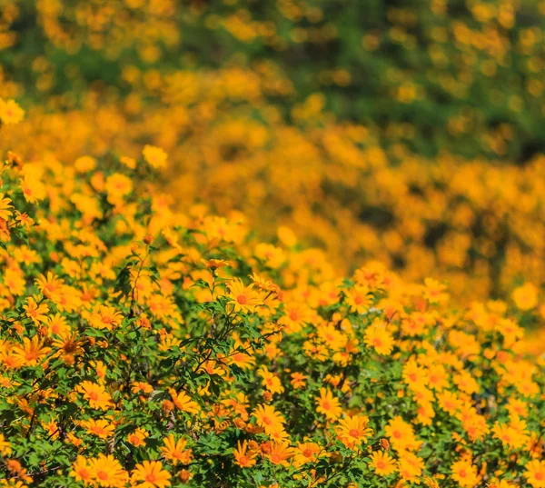 Mooie Mexicaanse zonnebloemen — Stockfoto