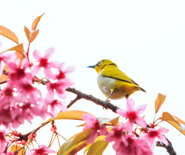 Uccello sull'albero dei fiori di ciliegio — Foto Stock