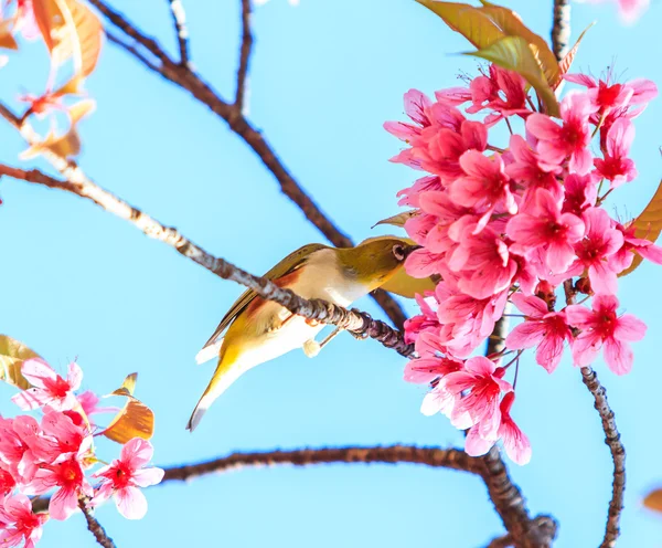 Ptak na drzewo wiśni — Zdjęcie stockowe