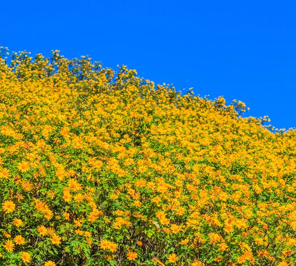 Beautiful Mexican sunflowers — Stock Photo, Image
