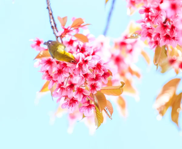 6608 cherry tree букет из весны нежные цветы акварель для свадебных открыток стоковое фото 169 galynka 170899770 6608 cherry tree букет из весны нежные цветы акварель для свадебных открыток стоковое фото 169 galynka 170899770