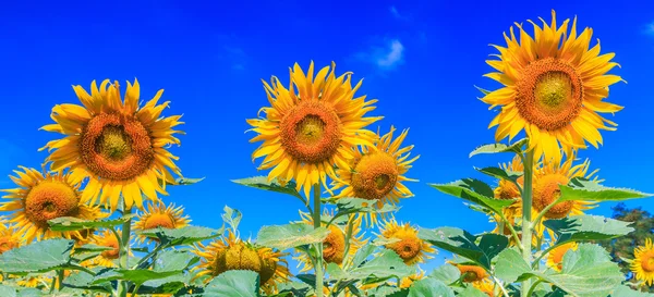 Gebied van bloeiende zonnebloemen — Stockfoto