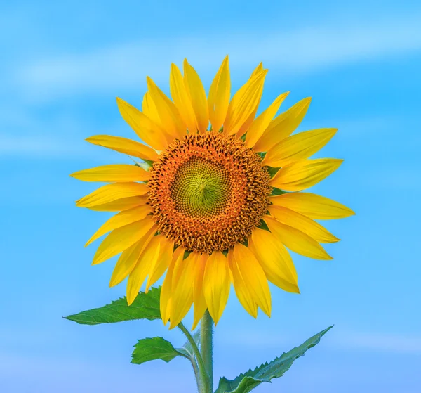 Tournesol en fleurs sur fond — Photo