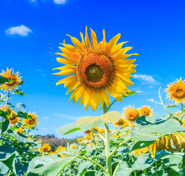 Gebied van bloeiende zonnebloemen — Stockfoto