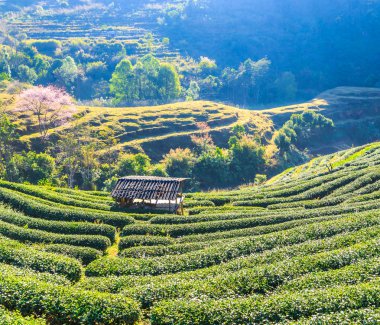 Çay plantasyon içinde Chiang Mai, Tayland