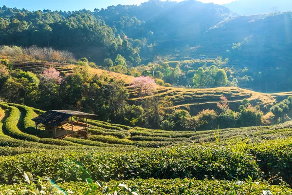 Plantação de chá em Chiang Mai, Tailândia — Fotografia de Stock