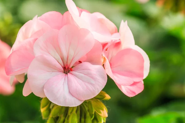 Roze hortensia bloem — Stockfoto