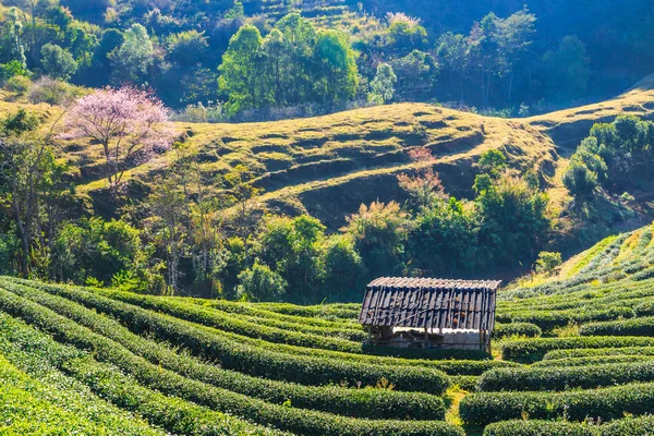 Plantation de thé à Chiang Mai, Thaïlande — Photo