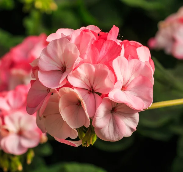 ピンクアジサイの花 — ストック写真