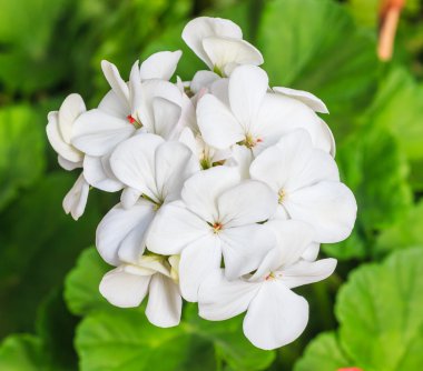 Beyaz ortanca çiçeği