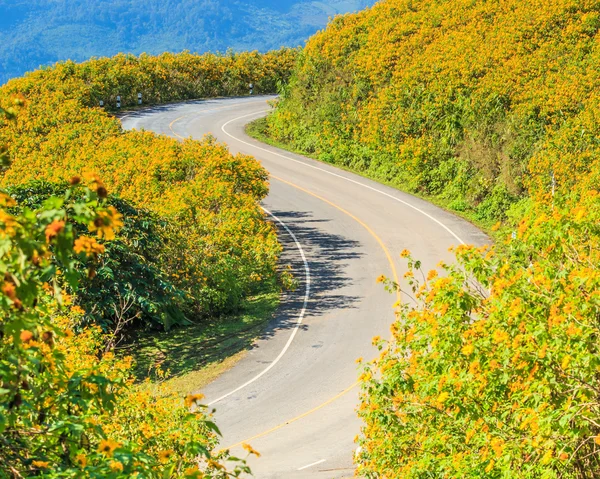 Yol ve güzel çiçekler — Stok fotoğraf