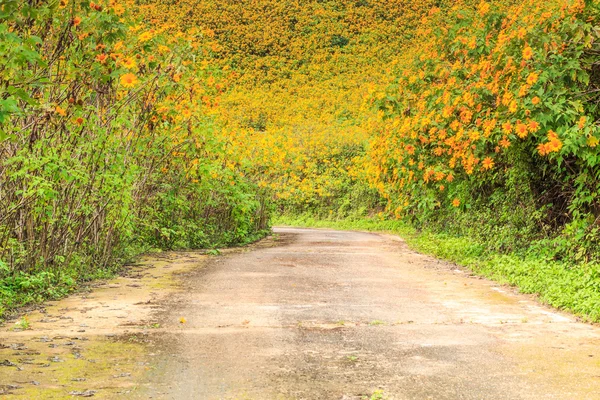 Estrada e belas flores — Fotografia de Stock