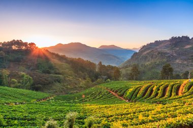 Doi Ang Khang doğarken manzara