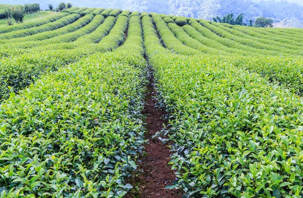 Zelený čaj plantáž krajina — Stock fotografie