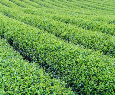 yeşil çay plantasyon peyzaj