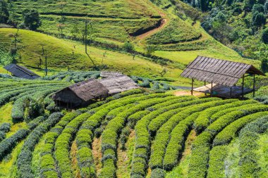 Green tea plantation landscape clipart