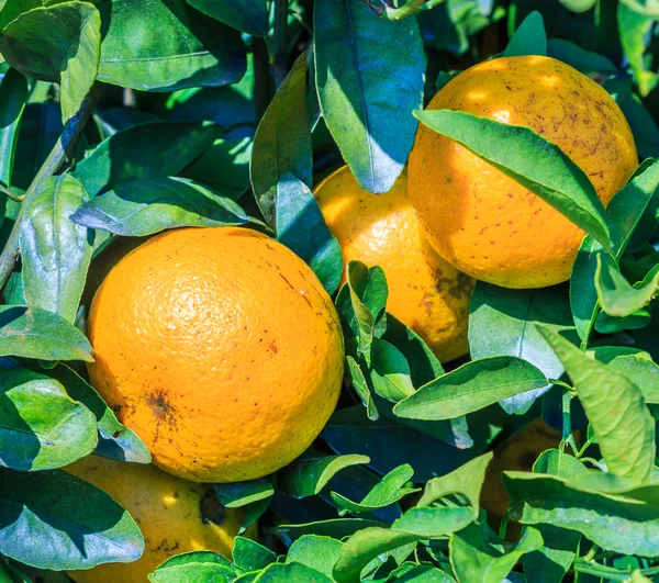 Arancio in Fattoria — Foto Stock