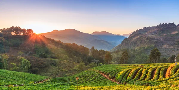 Landscape sunrise at strawberry garden Doi Ang Khang , Chiang Ma — Stock Photo, Image