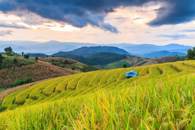 Paddy alan Mae reçel Köyü