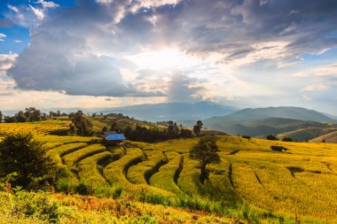 Paddy alan Mae reçel Köyü