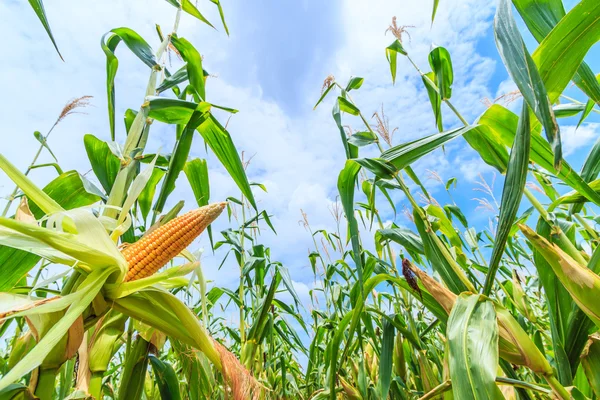 Kuří oka na zelená farma — Stock fotografie