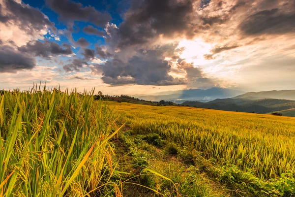 Campo Paddy em Mae Jam Village — Fotografia de Stock