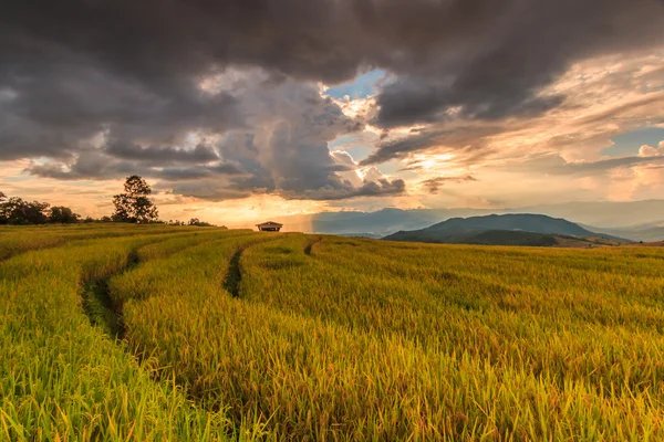 Campo Paddy em Mae Jam Village — Fotografia de Stock