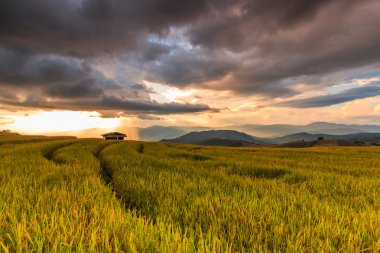 Paddy alan Mae reçel Köyü