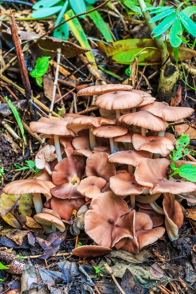 Cogumelos no Parque Nacional Doi Inthanon — Fotografia de Stock