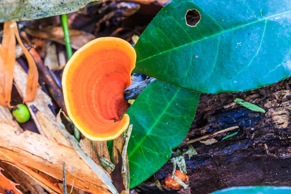 Champiñones en el Parque Nacional Doi Inthanon — Foto de Stock