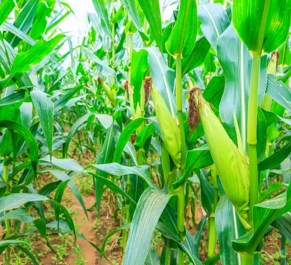 Grüner Mais auf dem Bauernhof — Stockfoto