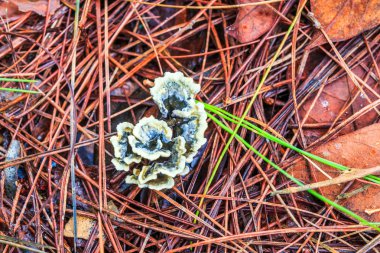 Doi Inthanon Milli Parkı, mantar