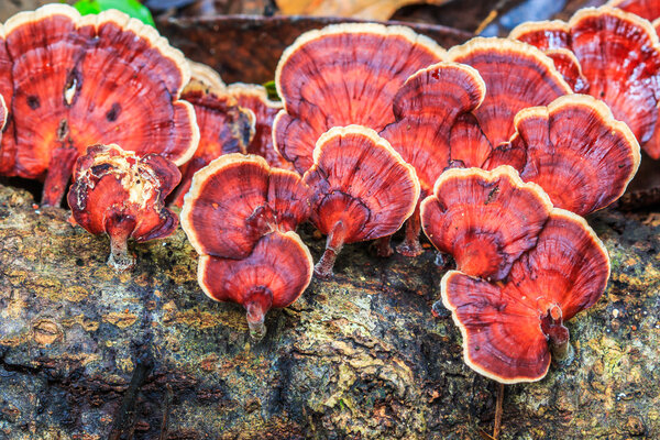 Mushrooms at Doi Inthanon National park